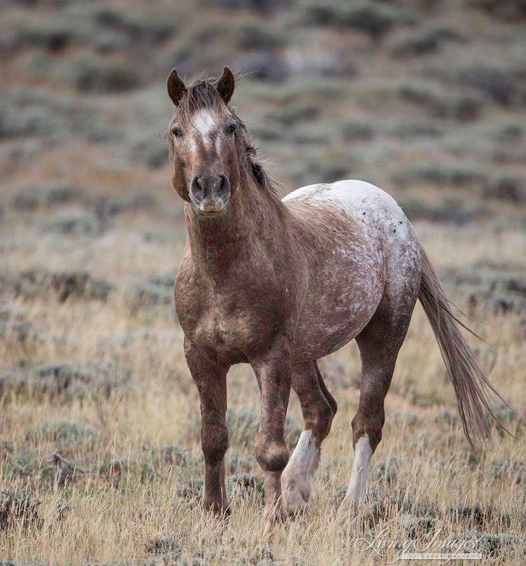 Wild Appaloosa Stallion, Bronze Warrior